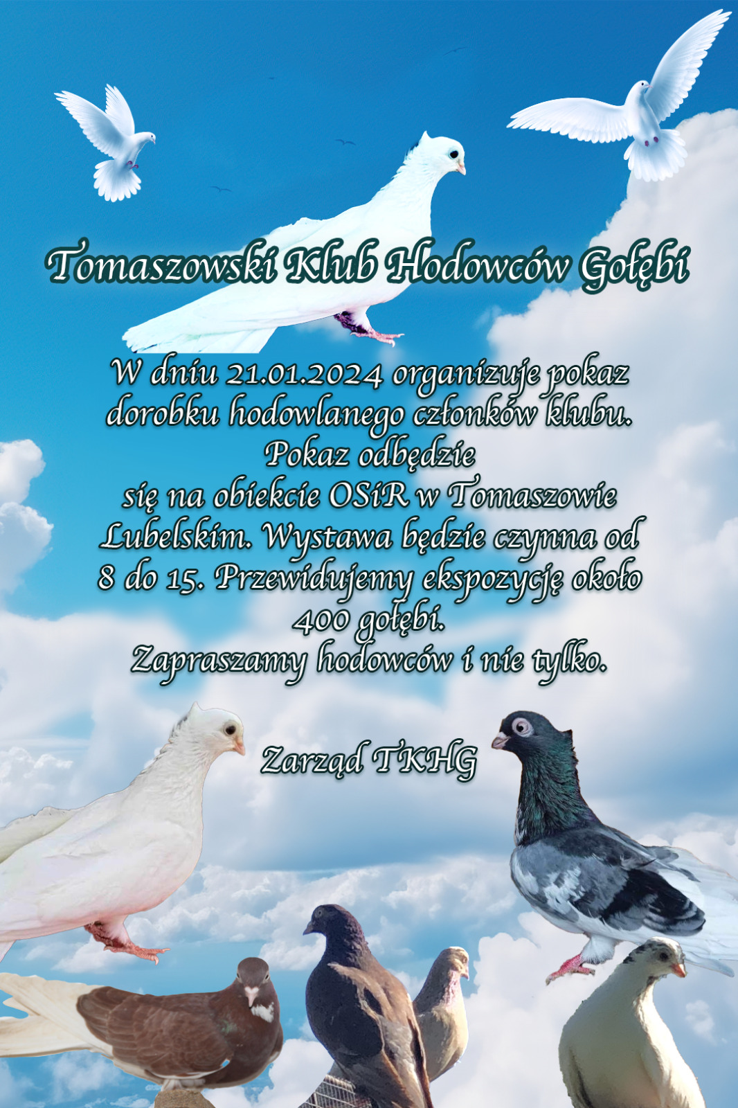 Wystawa gołębi w Tomaszowie Lubelskim